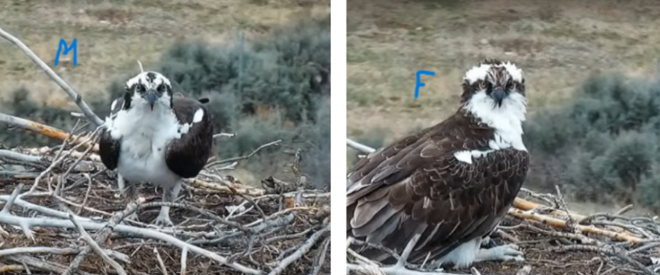Pitkin County Ospreys — male (M) and female (F) identification