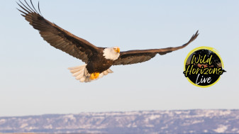 Eagle, Osprey & Loon Guide